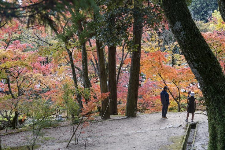 大窪寺の紅葉2024③