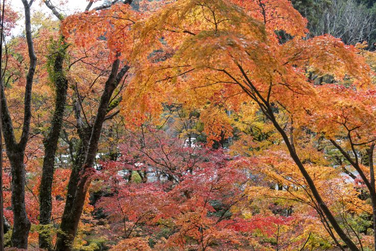 大窪寺の紅葉2024⑤