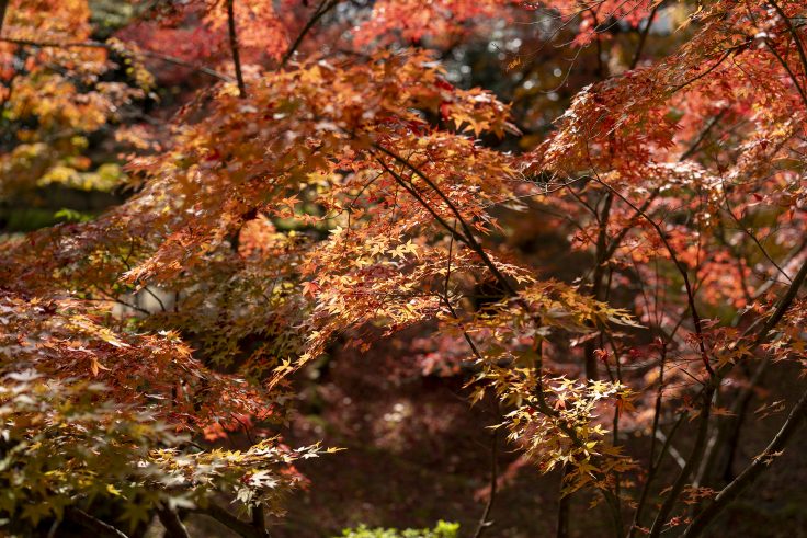 大窪寺の紅葉2024⑥