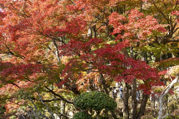 大窪寺の紅葉2024⑧