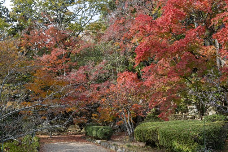 大窪寺の紅葉2024⑨