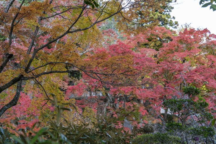 大窪寺の紅葉2024⑩