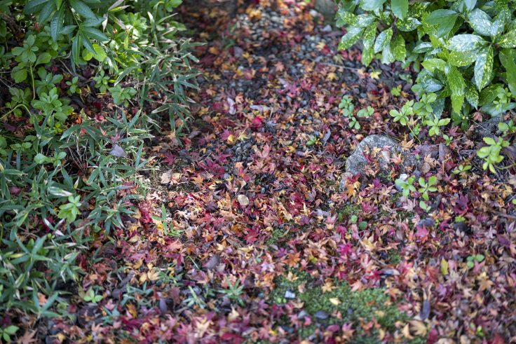 野田屋竹屋敷の紅葉3