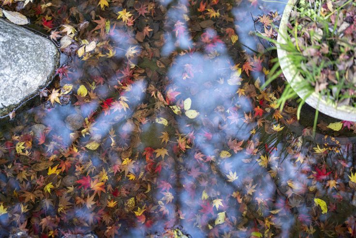 野田屋竹屋敷の紅葉5