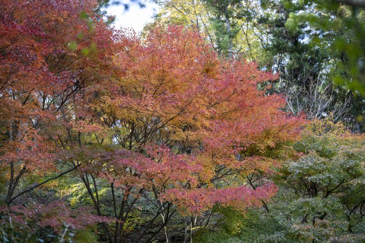 野田屋竹屋敷の紅葉6