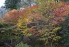 野田屋竹屋敷の紅葉7