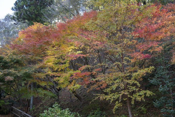 野田屋竹屋敷の紅葉7