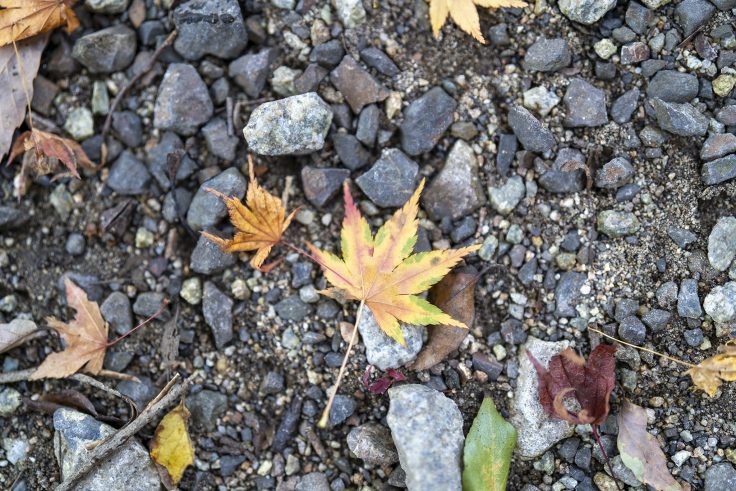 野田屋竹屋敷の紅葉8