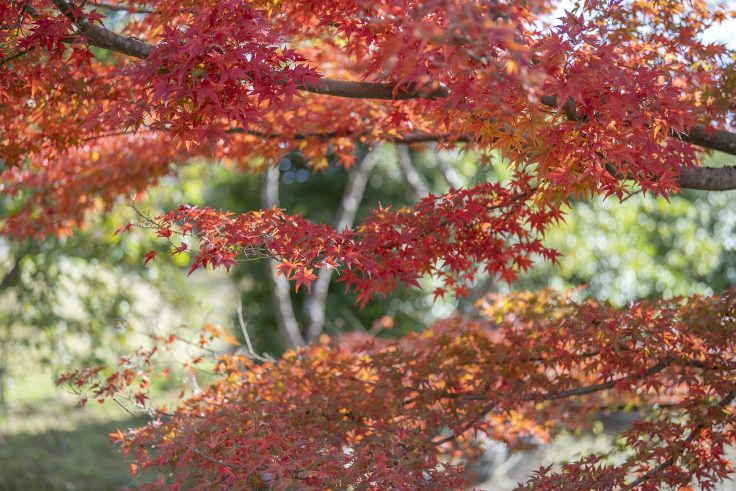 野田屋竹屋敷の紅葉1