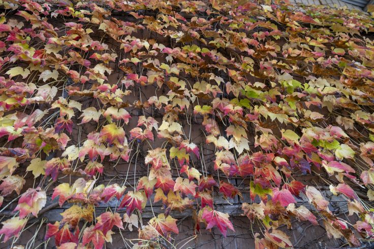 天体望遠鏡博物館の紅葉ハウス2