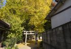 熊野権現神社の黄葉2024②