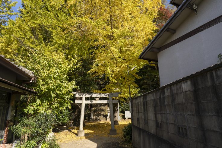 熊野権現神社の黄葉2024②