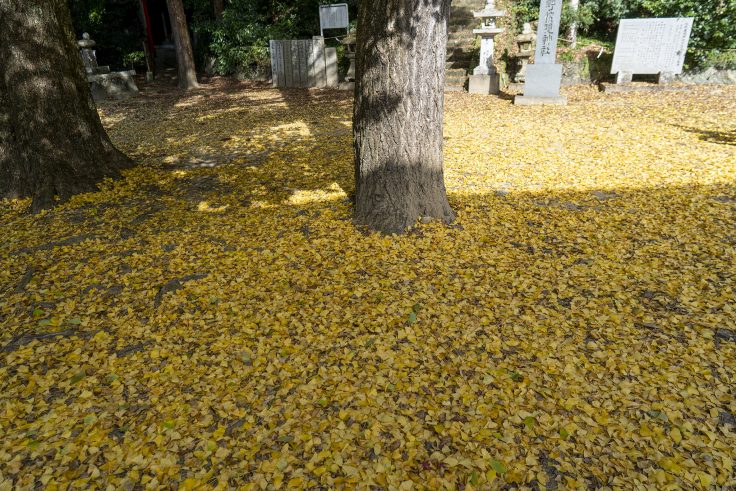 熊野権現神社の黄葉2024③