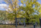 岩部八幡神社の大イチョウ黄葉2024①