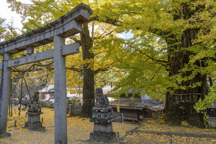 岩部八幡神社のイチョウ2024②