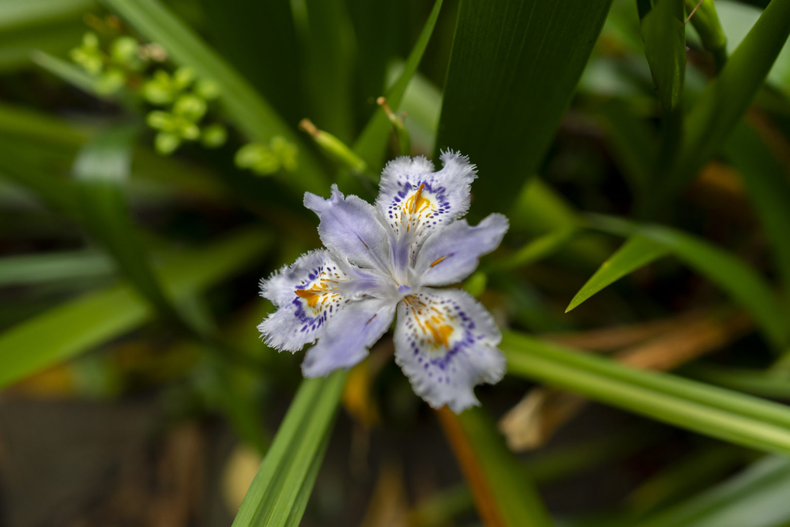 シャガはクローン花 旅カメラ