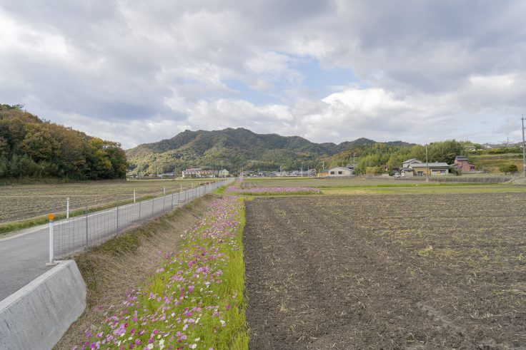 さぬき市鴨部のコスモス2024②