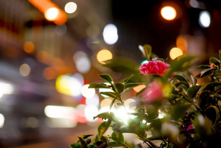 夜の花たちを撮影【α7+Contax G Planar T*45mm F2】 | 旅カメラ