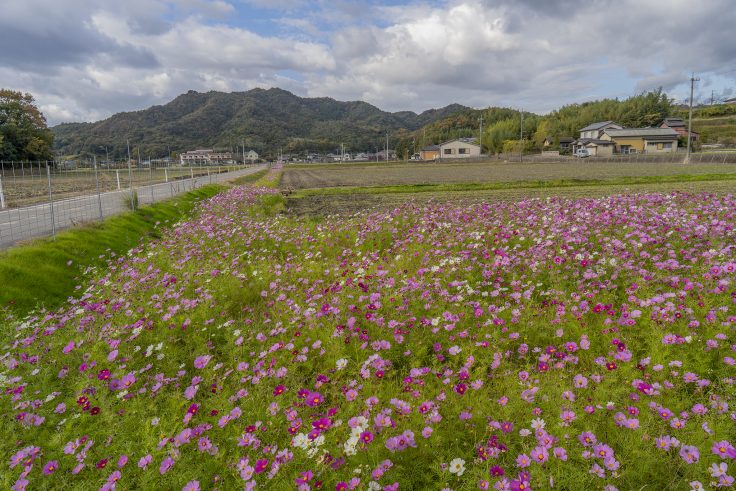 さぬき市鴨部のコスモス2024④