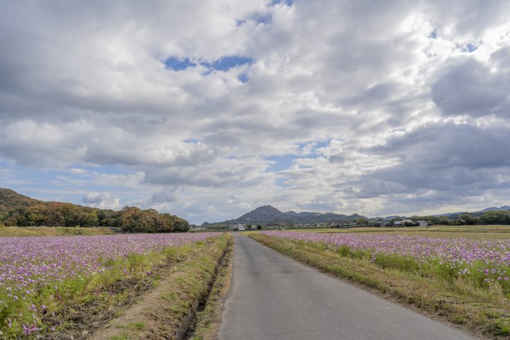 さぬき市造田のコスモス畑2