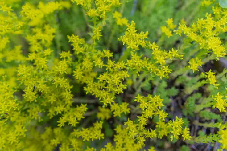 セダムの花言葉と誕生花 旅カメラ