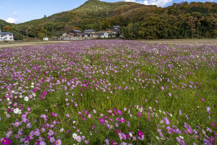 野間コスモスの里4