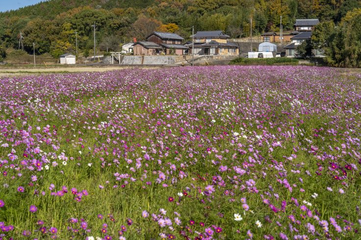 野間コスモスの里7