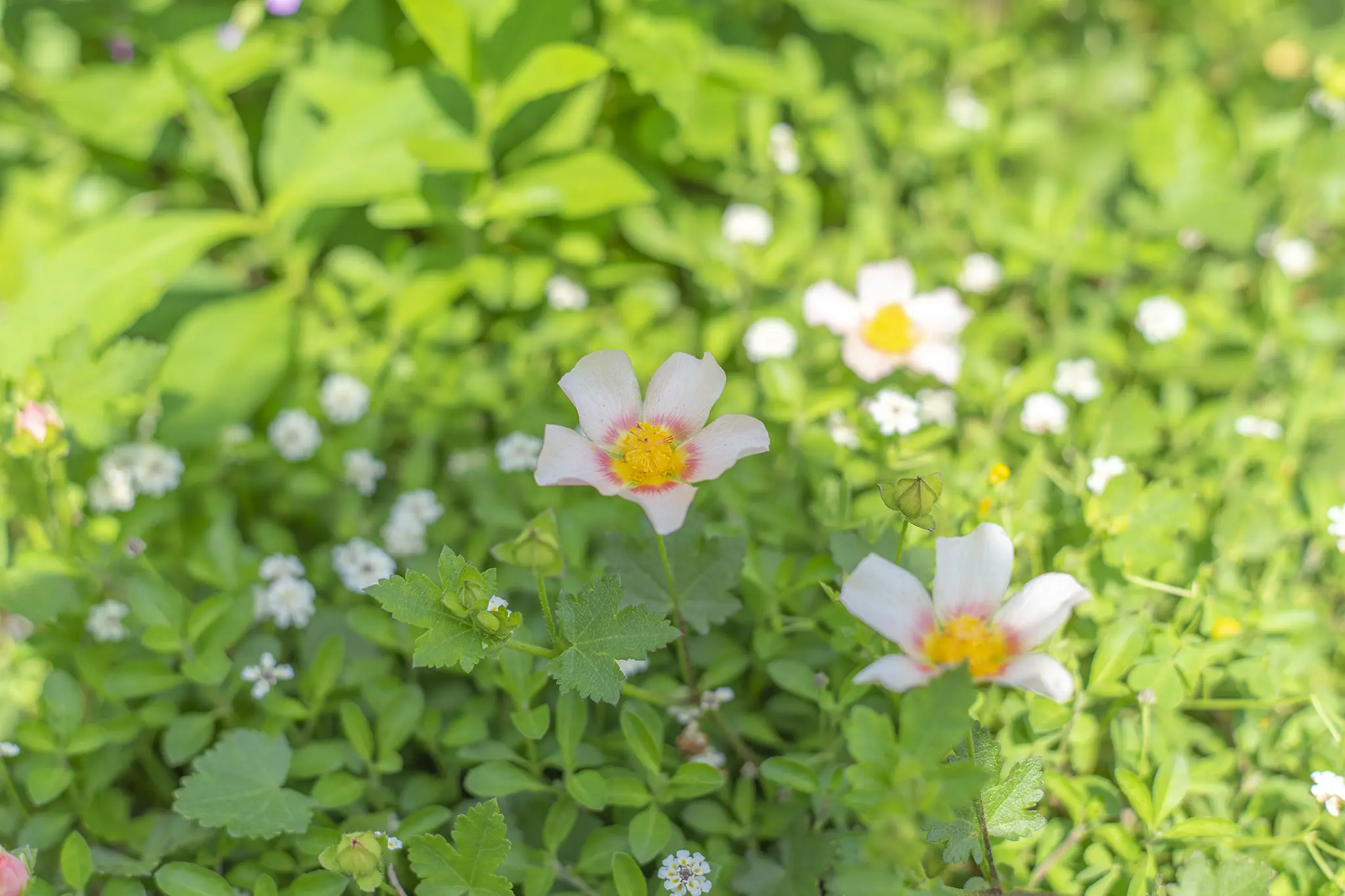 マルバストラムの花言葉と誕生花 | 旅カメラ