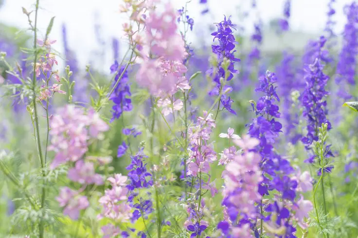 仏生山公園に咲く花たち 21年初夏編 旅カメラ