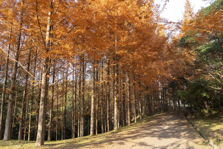 太古の森メタセコイア紅葉2024⑦