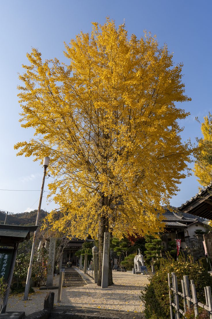 山大寺のイチョウ黄葉2