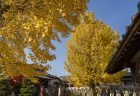 山大寺のイチョウ黄葉3