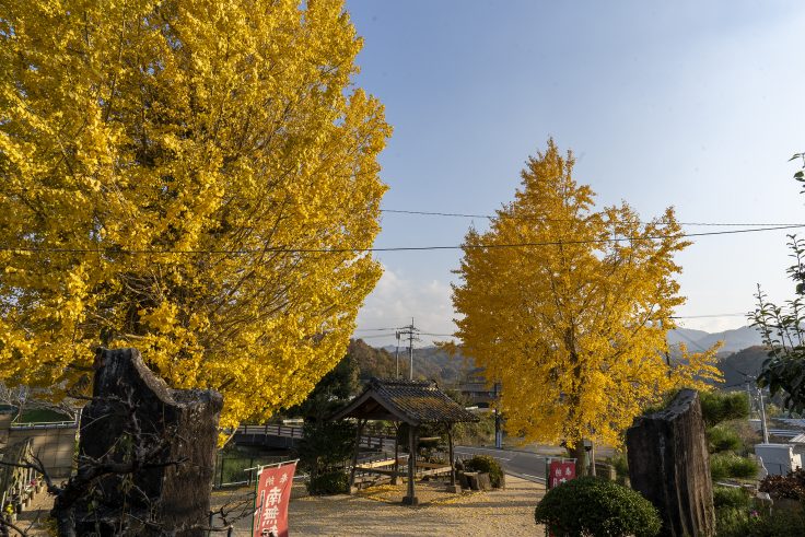 山大寺のイチョウ黄葉5