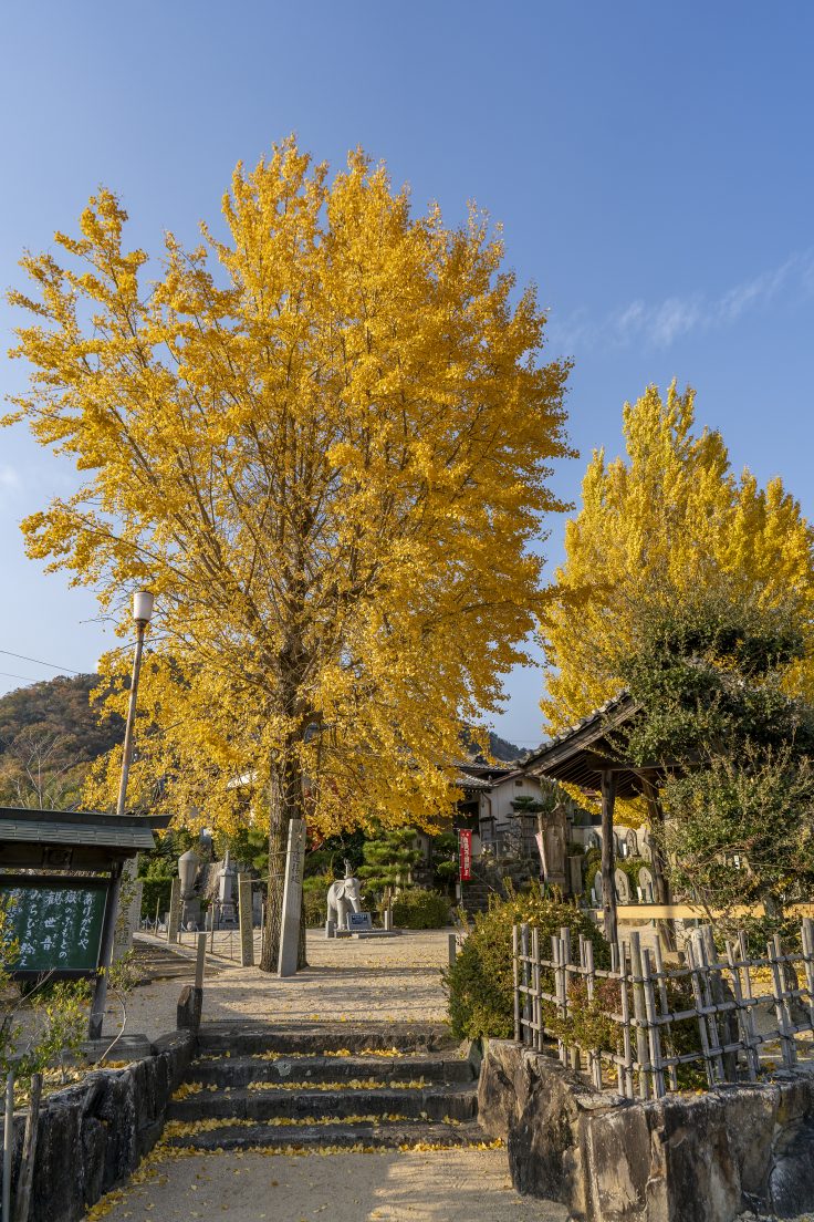 山大寺のイチョウ黄葉7