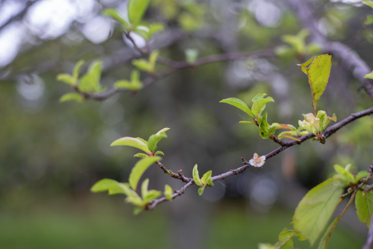 みろく自然公園の十月桜