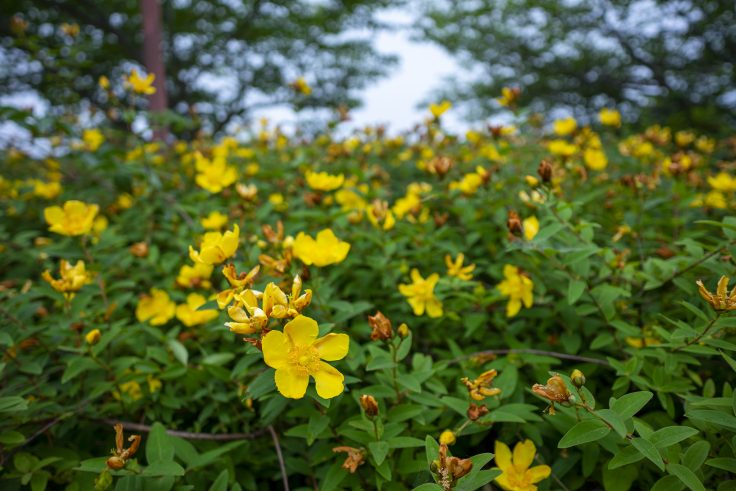 亀鶴公園の花しょうぶの里9