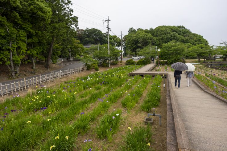 亀鶴公園の花しょうぶの里12