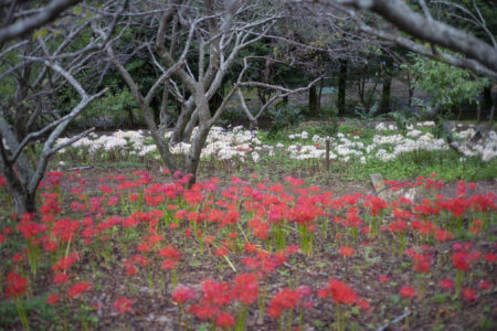 彼岸花紅2