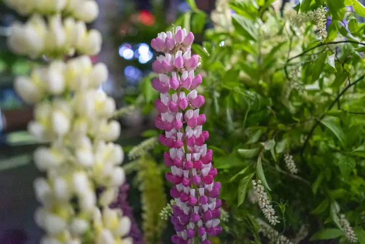 ルピナスの花言葉と誕生花 旅カメラ