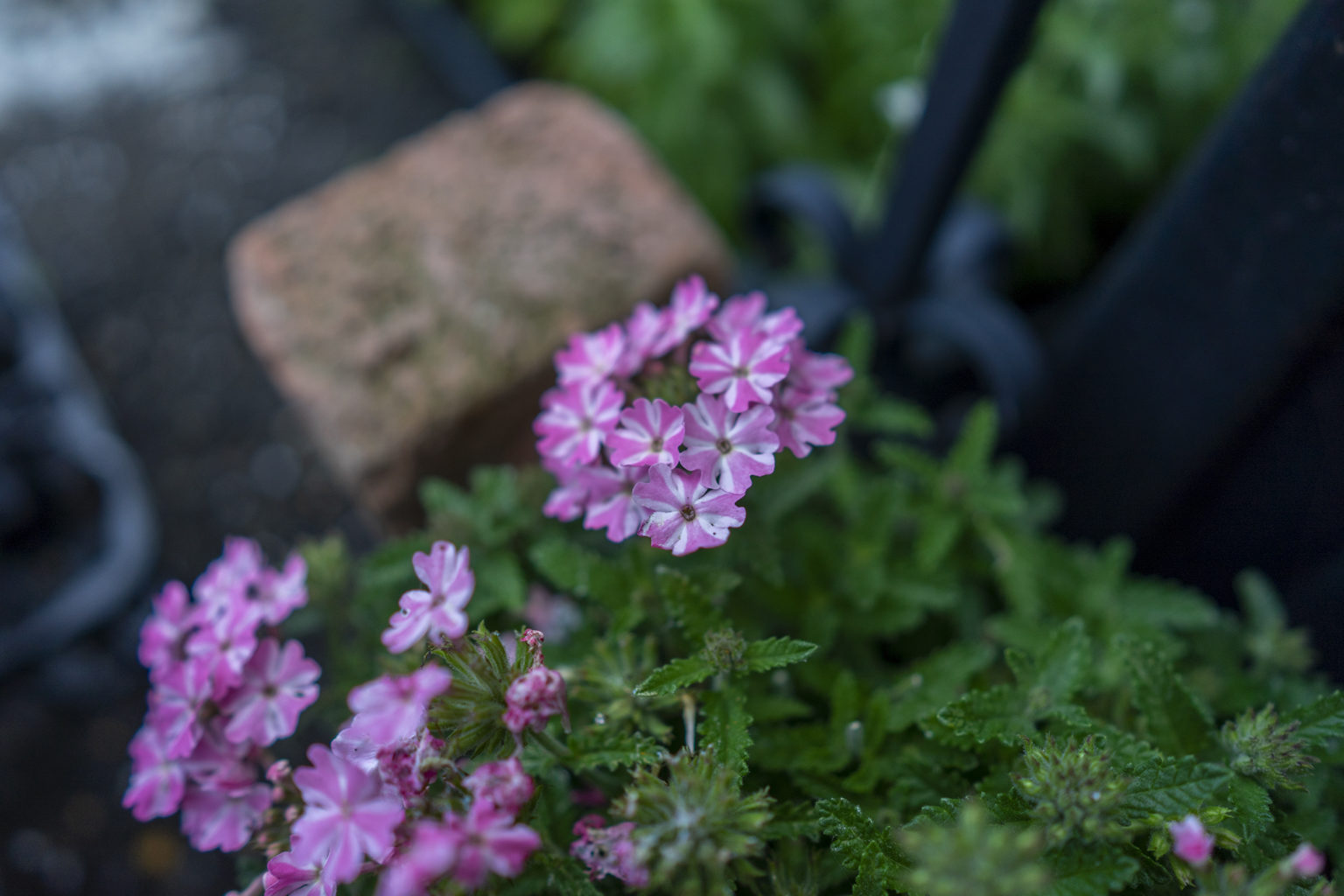 バーベナは判別が難しい 旅カメラ バーベナは判別が難しい 旅カメラ