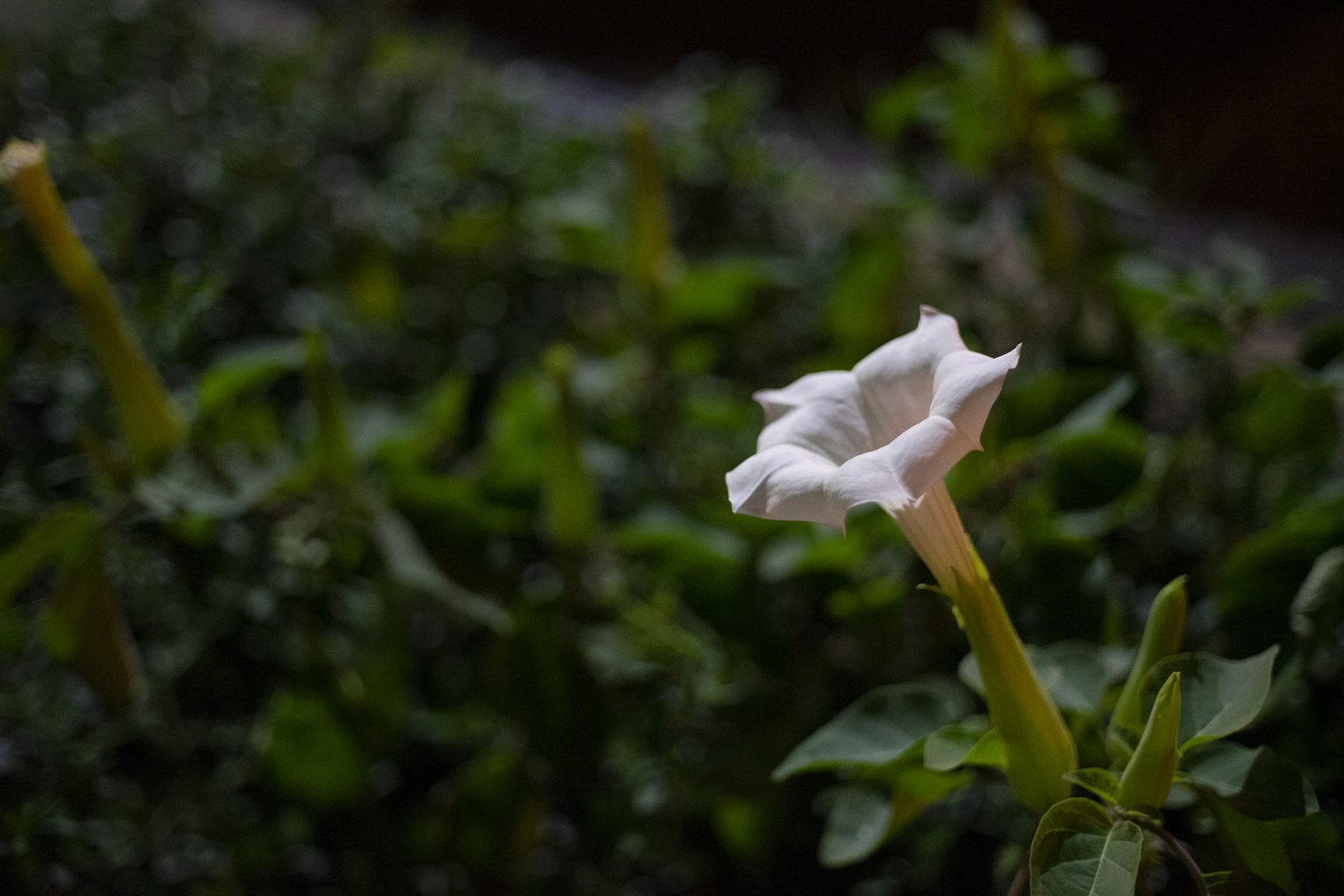 チョウセンアサガオの花言葉と誕生花 旅カメラ