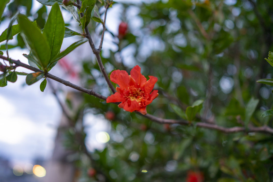 ザクロの花を初めて見た 旅カメラ