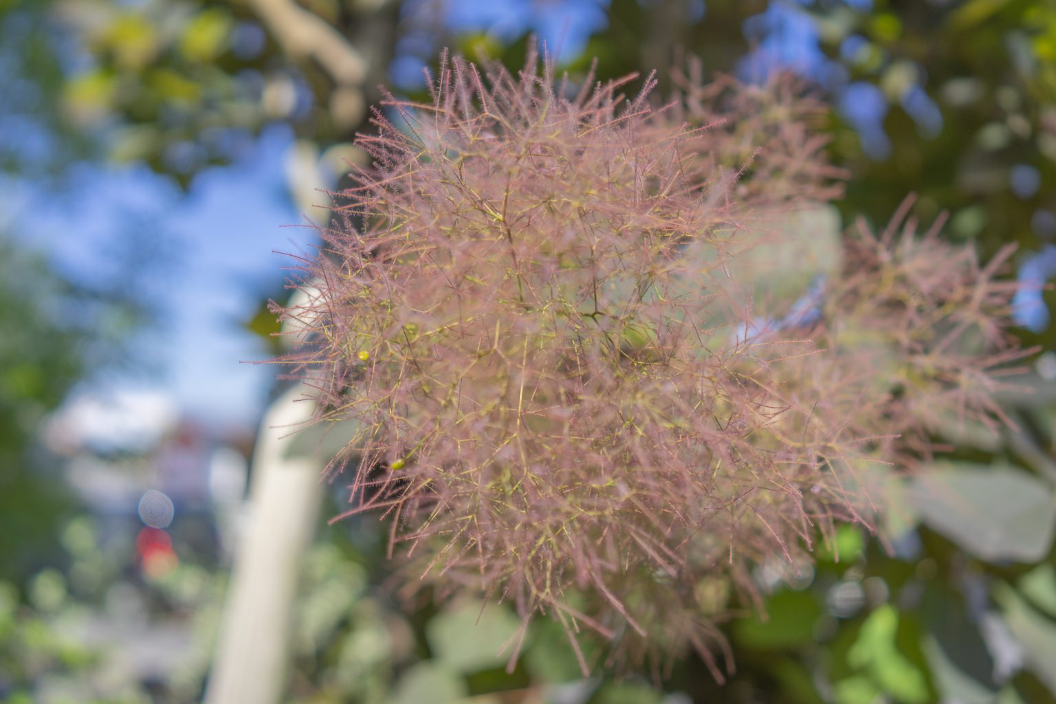スモークツリーの花言葉と誕生花 旅カメラ スモークツリーの花言葉と誕生花 旅カメラ