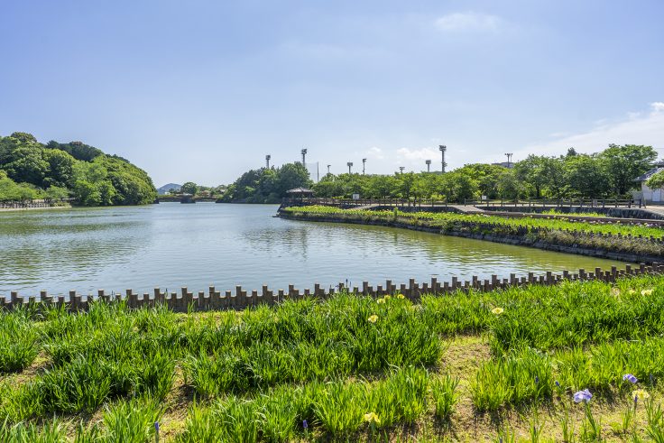 亀鶴公園のハナショウブ