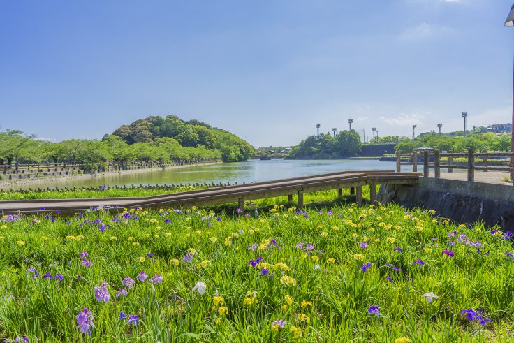 亀鶴公園のハナショウブ2