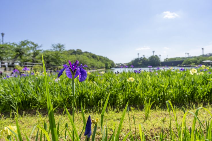 亀鶴公園のハナショウブ3