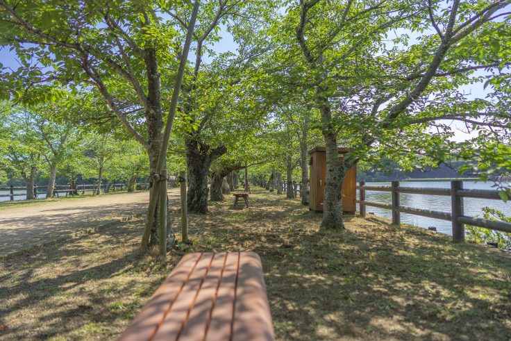 亀鶴公園桜並木