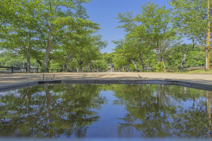 亀鶴公園桜並木2