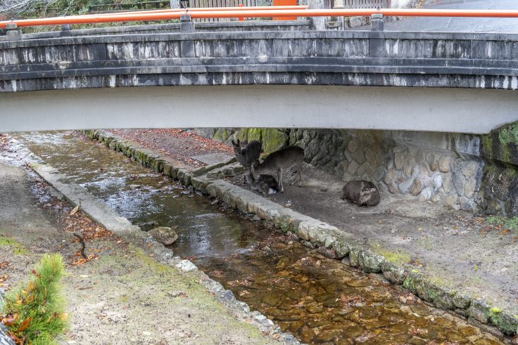 宮島のシカ