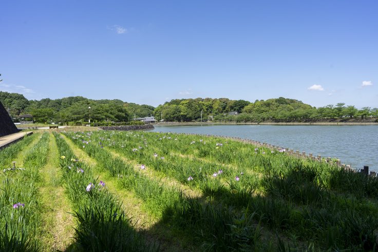 亀鶴公園のハナショウブ5